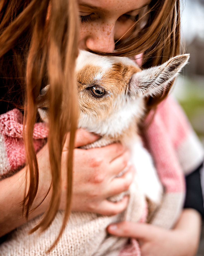 A little girl hugging a baby goat